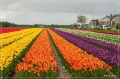 01 Tulip fields